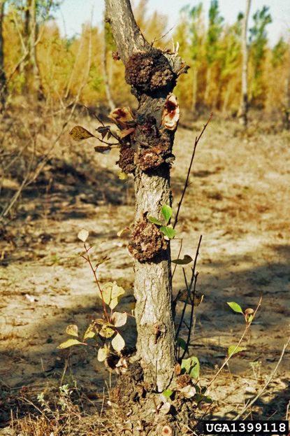 Crown Gall Disease On Tree