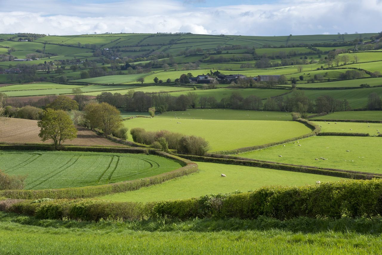 Shropshire hedges