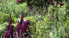 A flower bed in bloom in summer, featuring lupines and poppies