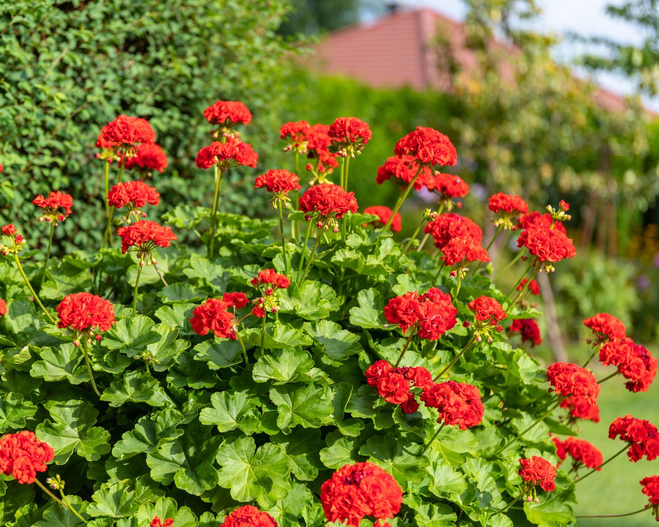 Pelargonium Geranium 'Calliope Dark Red' growing in a container