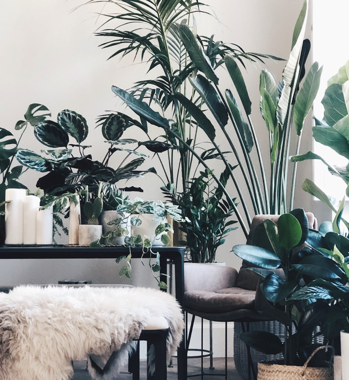 6 of the biggest indoor plant mistakes – are you guilty of making them ...