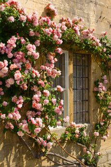 In the pink: cottages in the West Country are awash with rambling ‘Albertine’ roses, a variety that is easy propagate.