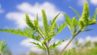 Ragweed, shown here, releases pollen in the fall and contributes to fall allergies.