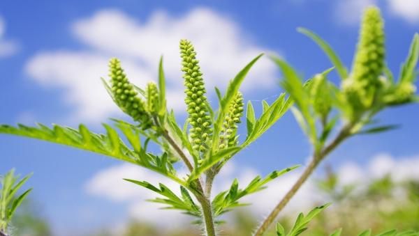 ragweed allergies