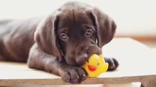 Brown Labrador puppy with rubber duck