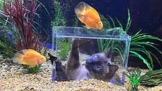 cat aquarium: fish tank with cat hole built in goes viral