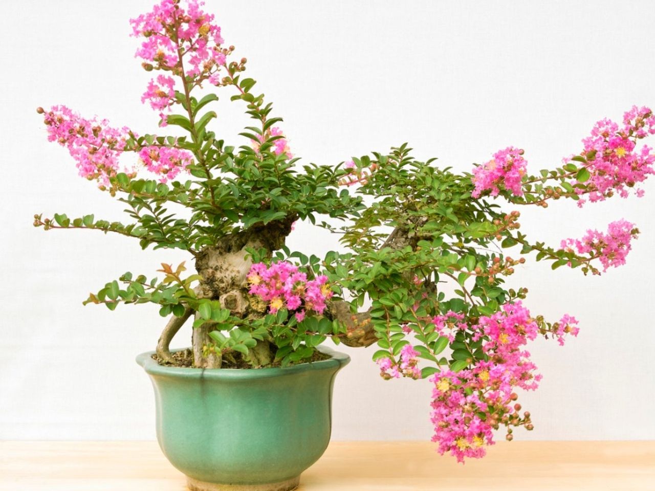 Tiny Potted Crepe Myrtle Tree