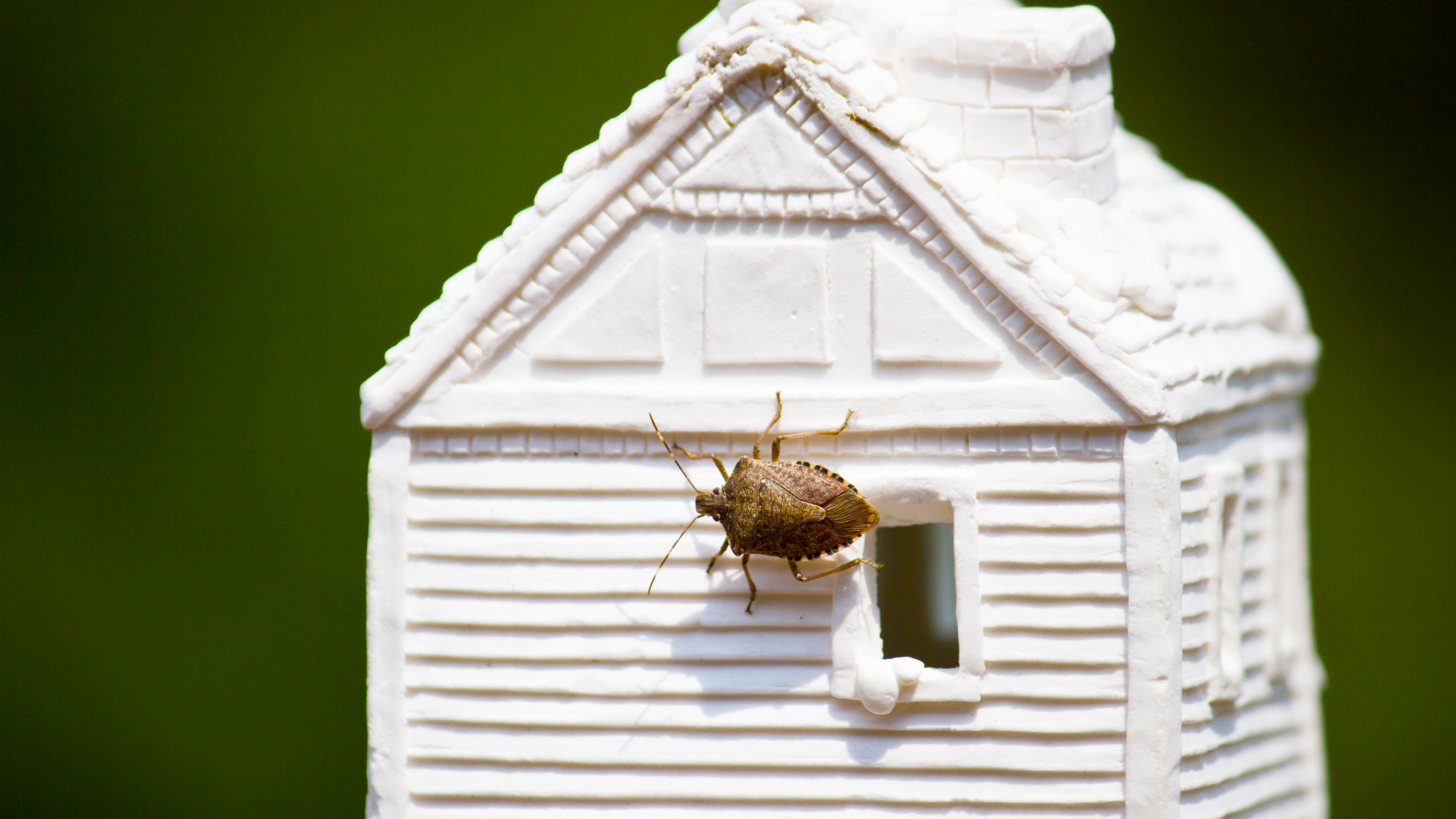 Stink bug on tiny ceramic house