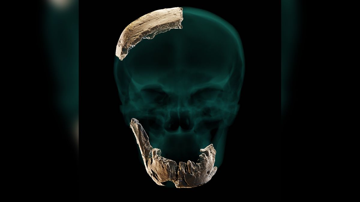 The remains of this hominin suggest that compared with modern humans, it had a different skull structure, no chin and very large teeth.