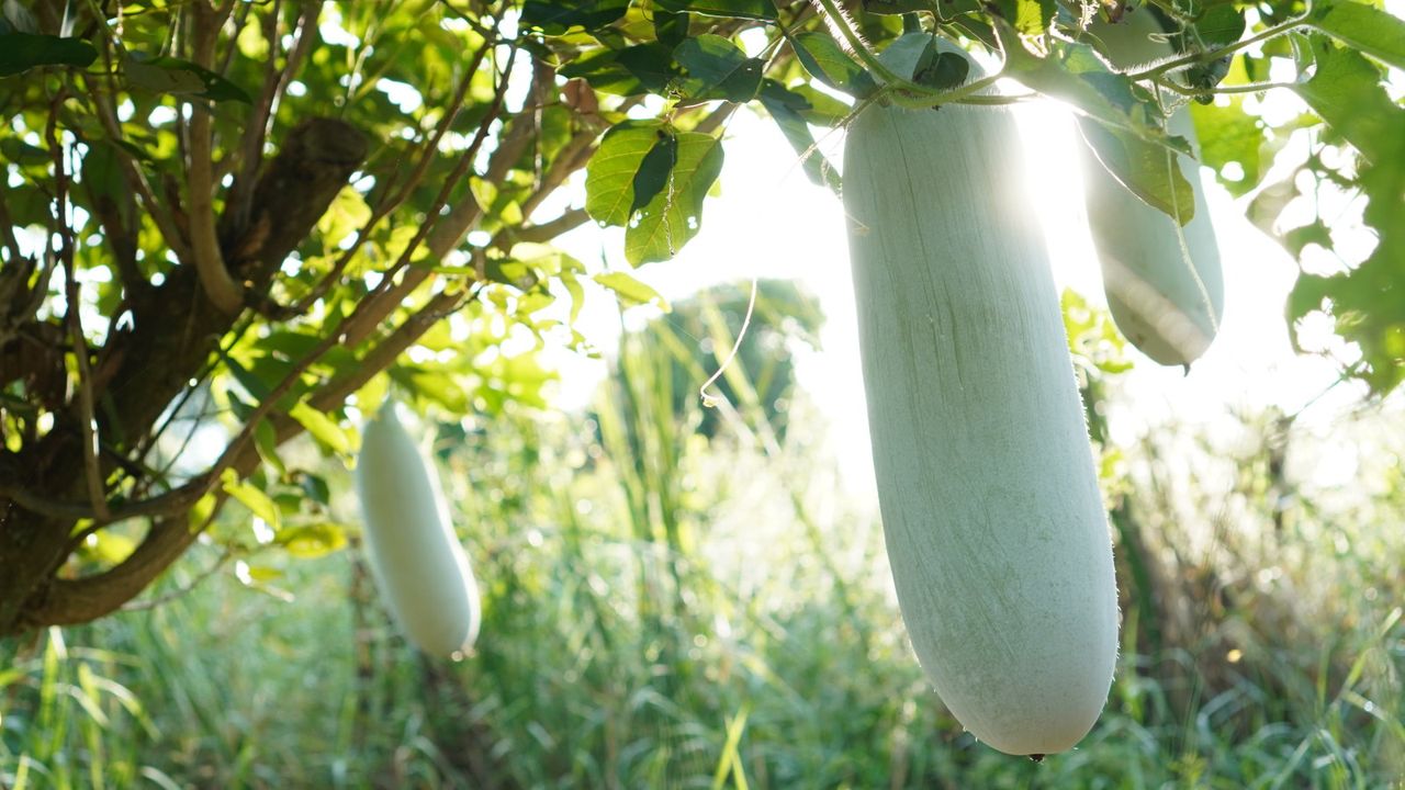 Winter melon fruits growing in a garden