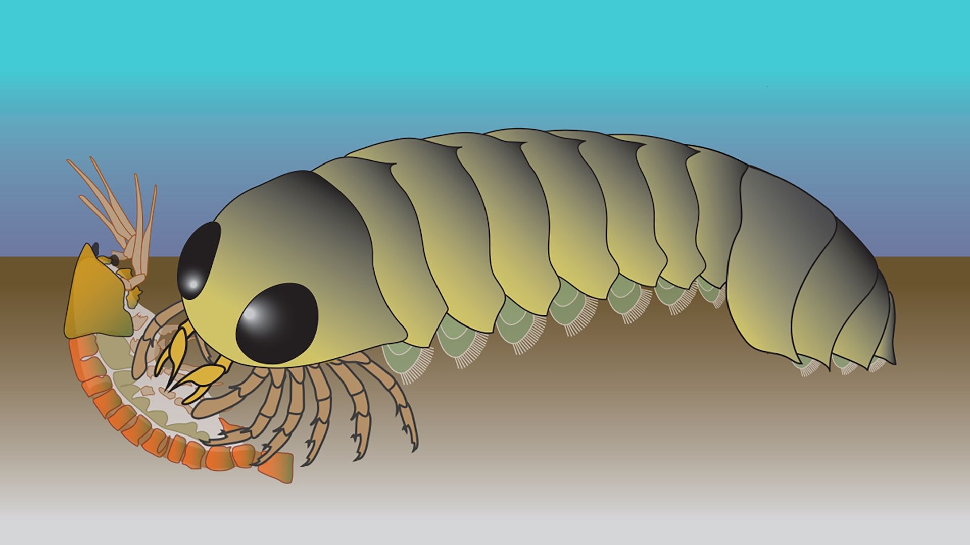 Homarids 'Backward' brain of ancient sea creature hints spider ancestors evolved ...
