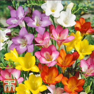 Thompson & Morgan Freesia bulbs mixed