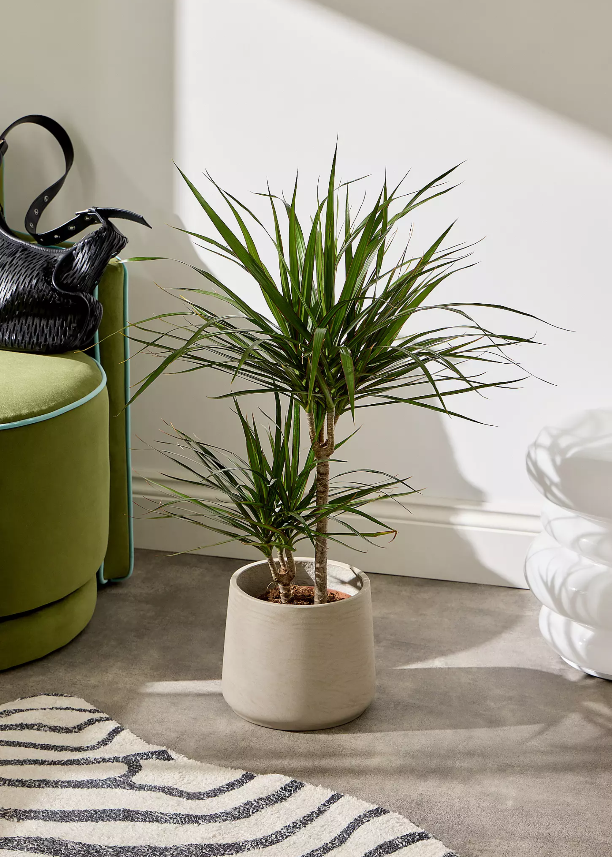 A potted dragon tree in a bedroom by a striped rug and a green chair