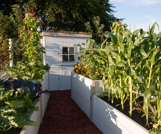 Vegetables growing in raised beds