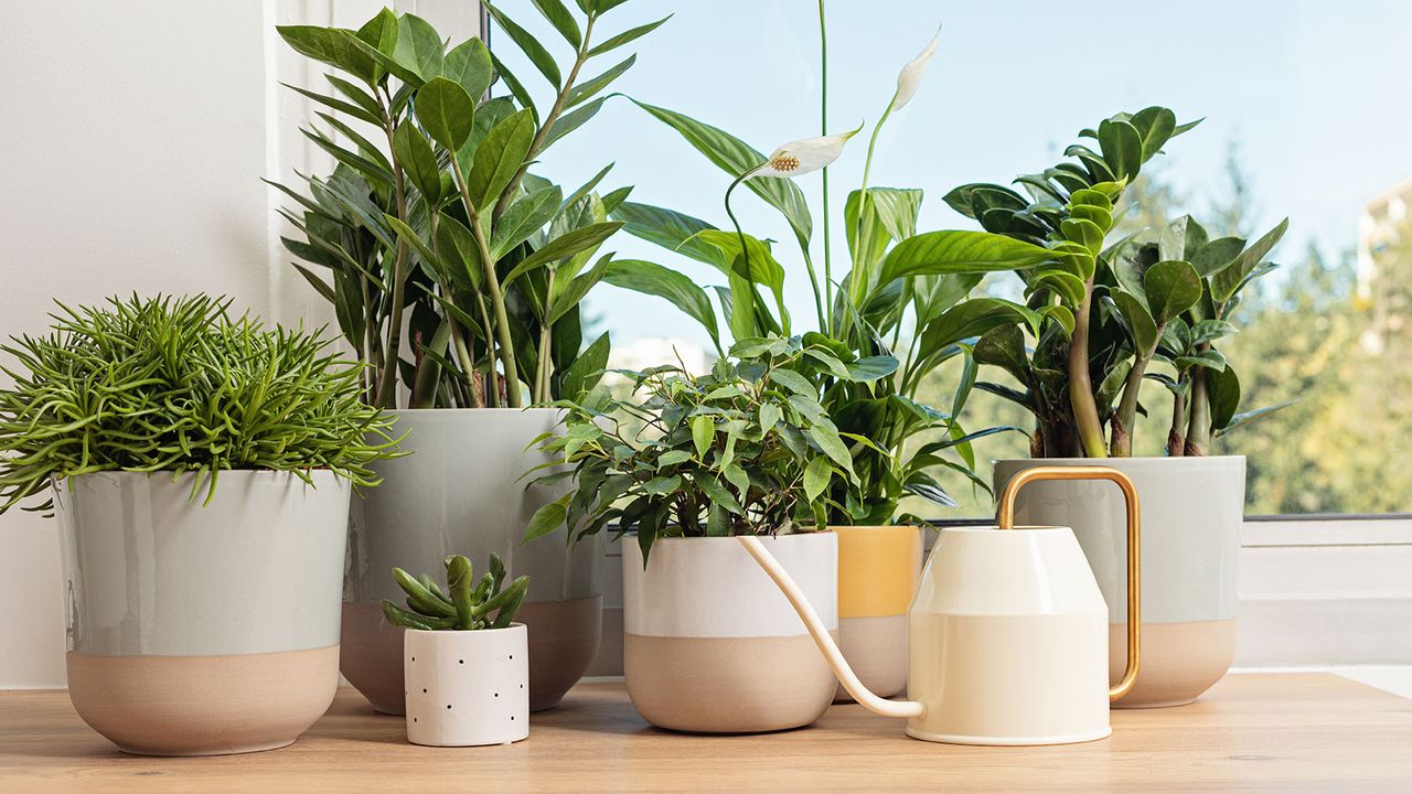 Summer houseplant care