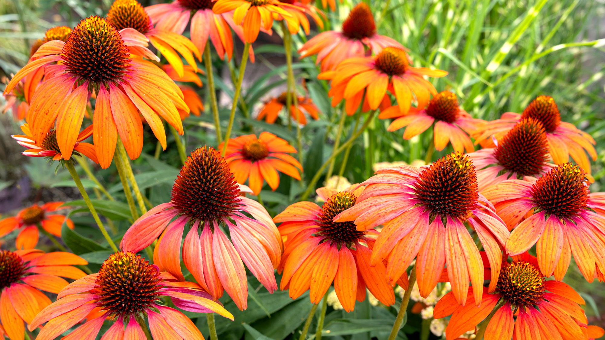 coneflower plants growing with cluster of orange flower heads