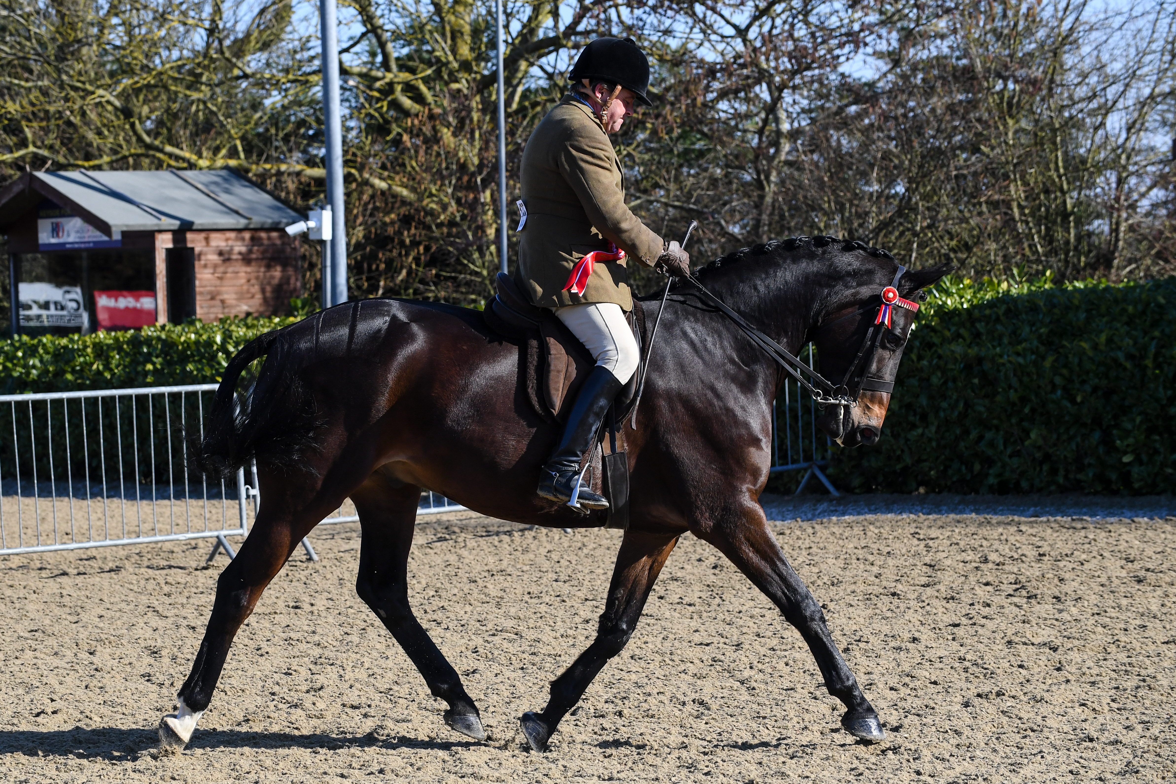 noviceridinghorse