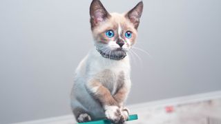 White and grey munchkin cat with blue eyes