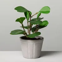 7" Faux Hoya Heart Potted Plant&nbsp;for $4.99, at Target