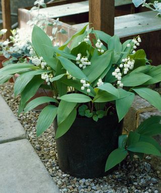 lily of the valley plants in a container