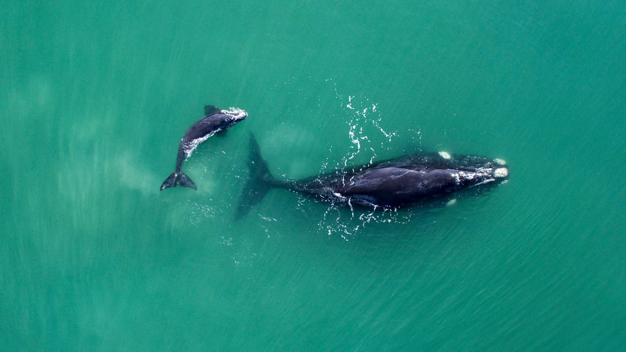 whales in the sea