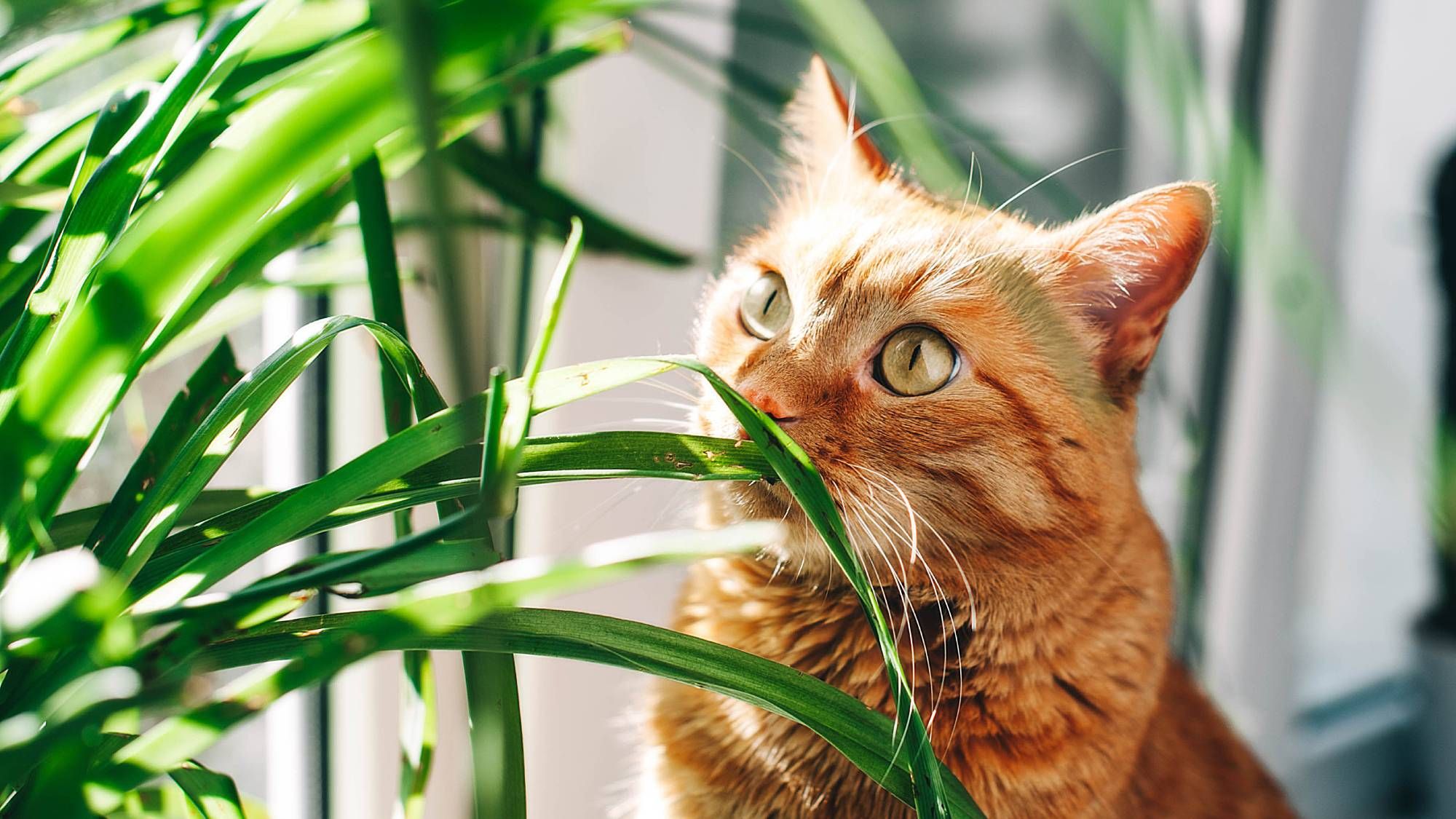 Cat-Safe Plants: 10 Non-Toxic Houseplants for Cat Owners | Gardening ...