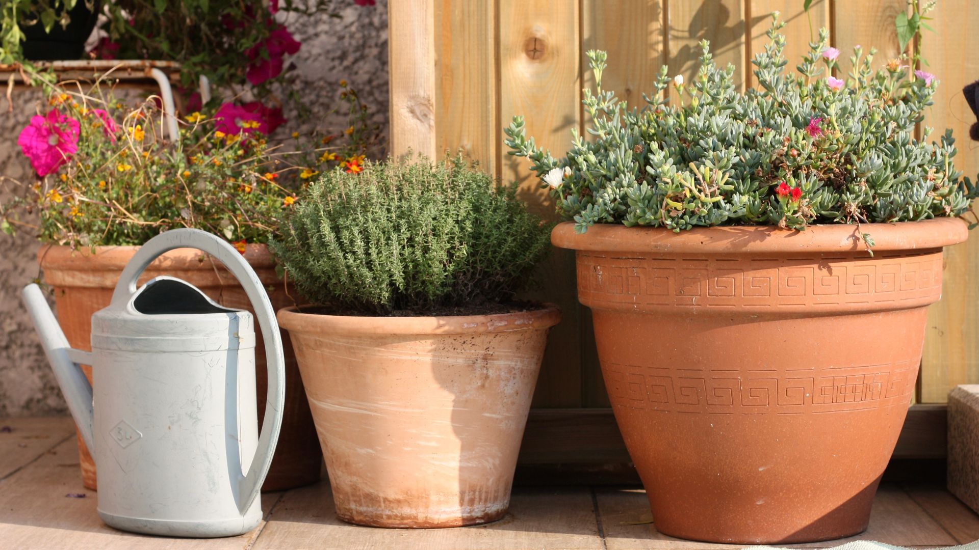 picture of terracotta potted plants with watering can next to them