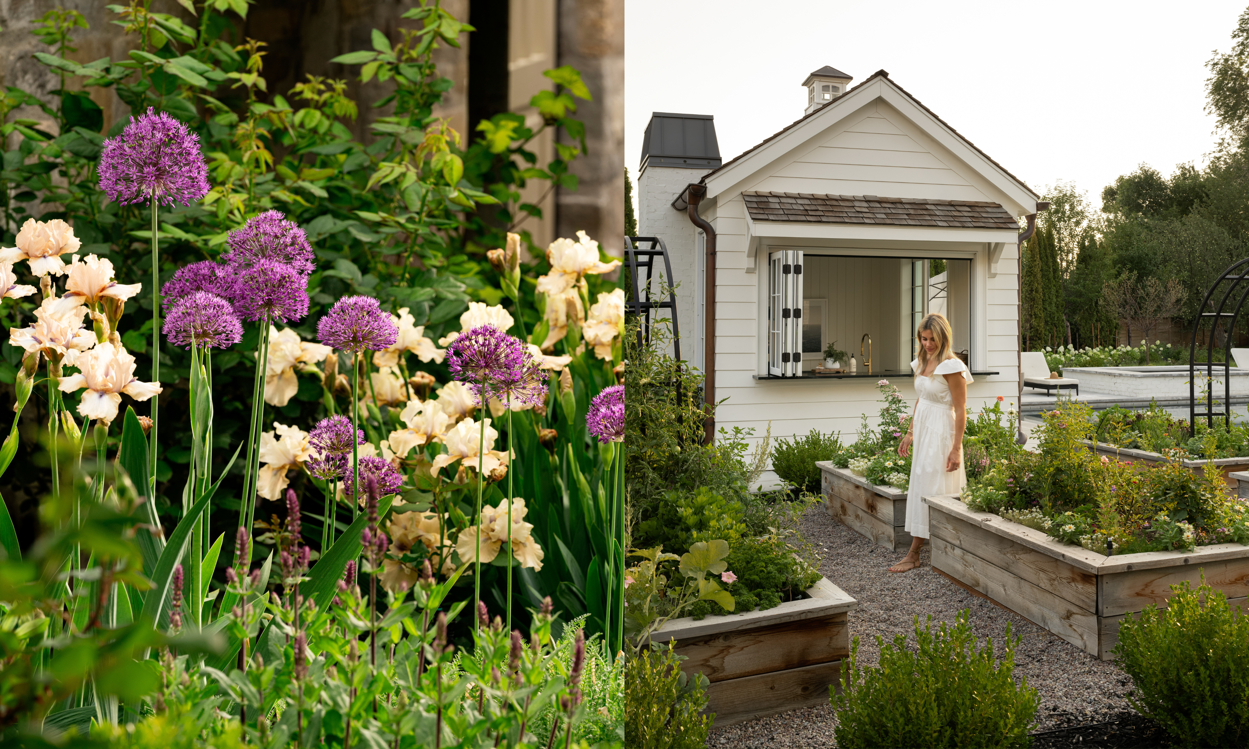 beared iris and allium, next to Shea McGee walking between wooden raised beds