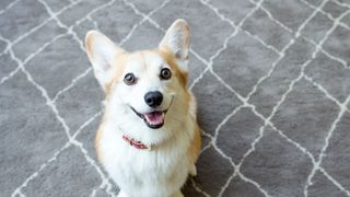 Dog looking up at camera and smiling