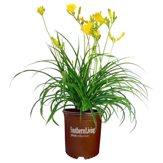 A planter with yellow daylilies