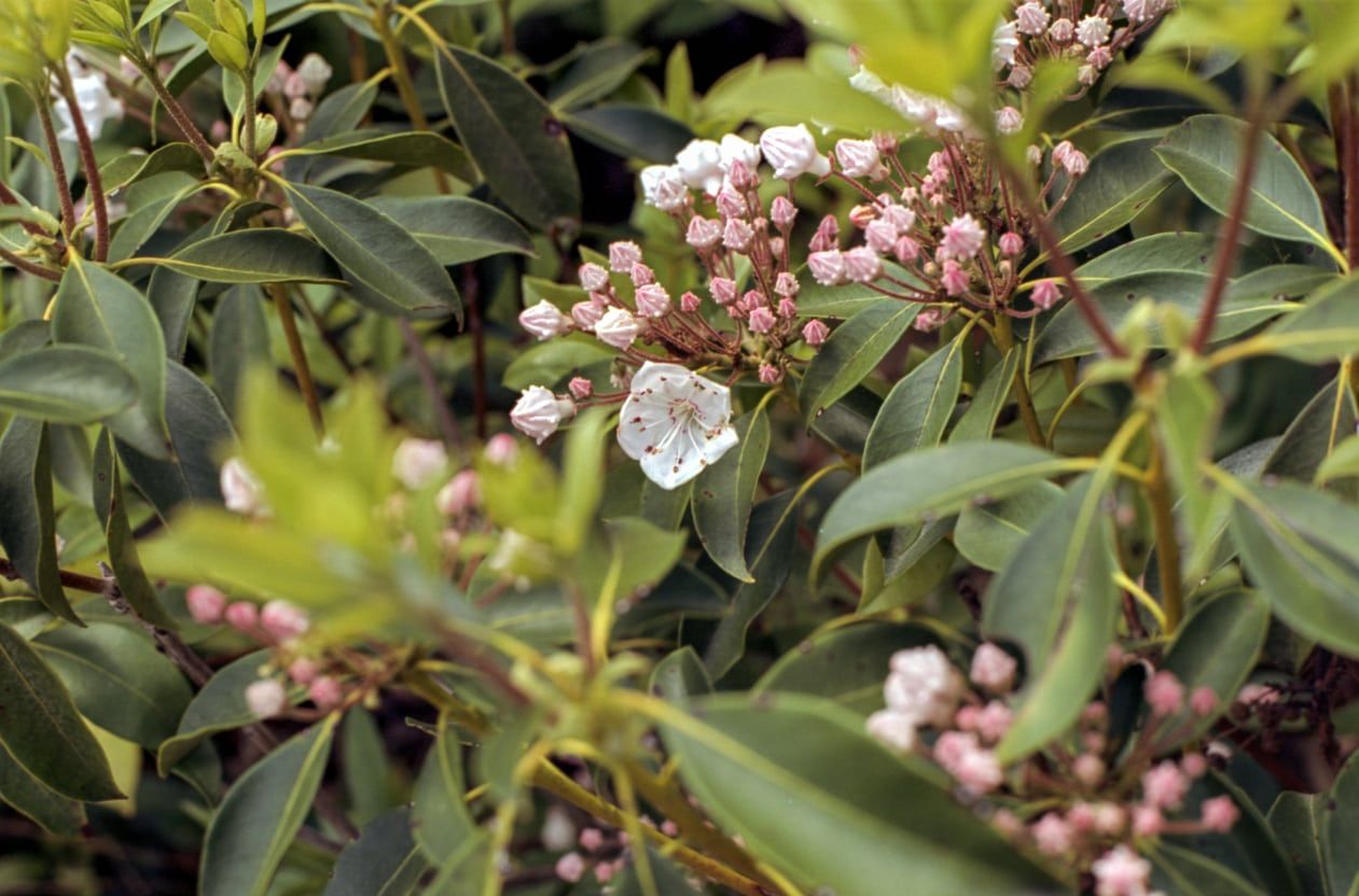 mountain laurel winter