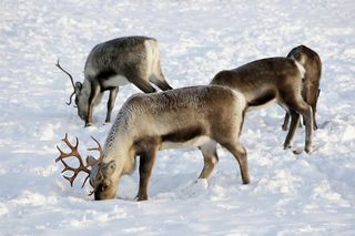 Reindeer are adapted to the chilly climes of the Arctic tundra, including Scandinavia (shown), as they sport hollow hairs that air and act as insulation.