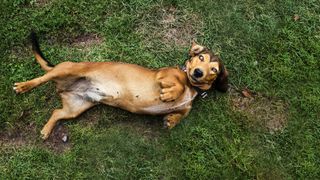 A dog lying on dead grass