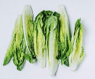 Romaine lettuce on white background