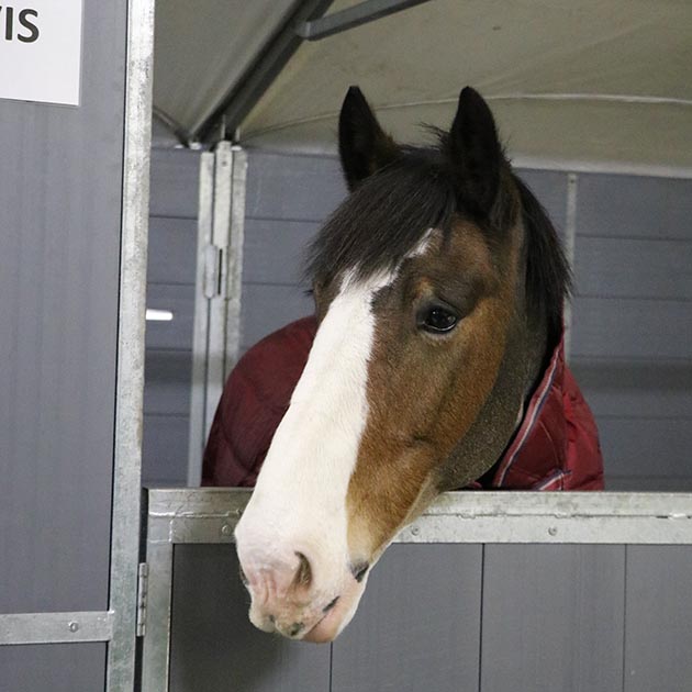 Hovis-stable-YHL.jpeg