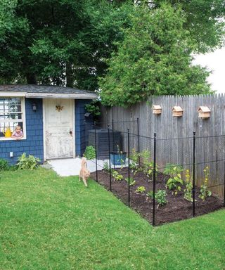 Critters wire fencing protecting growing greens