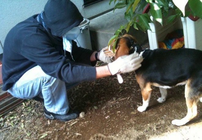 JEARS volunteer rescuing a beagle in Fukushima City, 50 miles from nuclear reactor. 