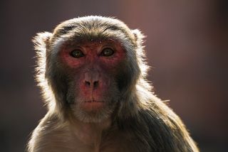 Rhesus macaque face.