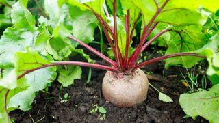 beetroot growing in ground