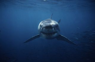 Photo of a great white swimming toward the camera in dark blue water.