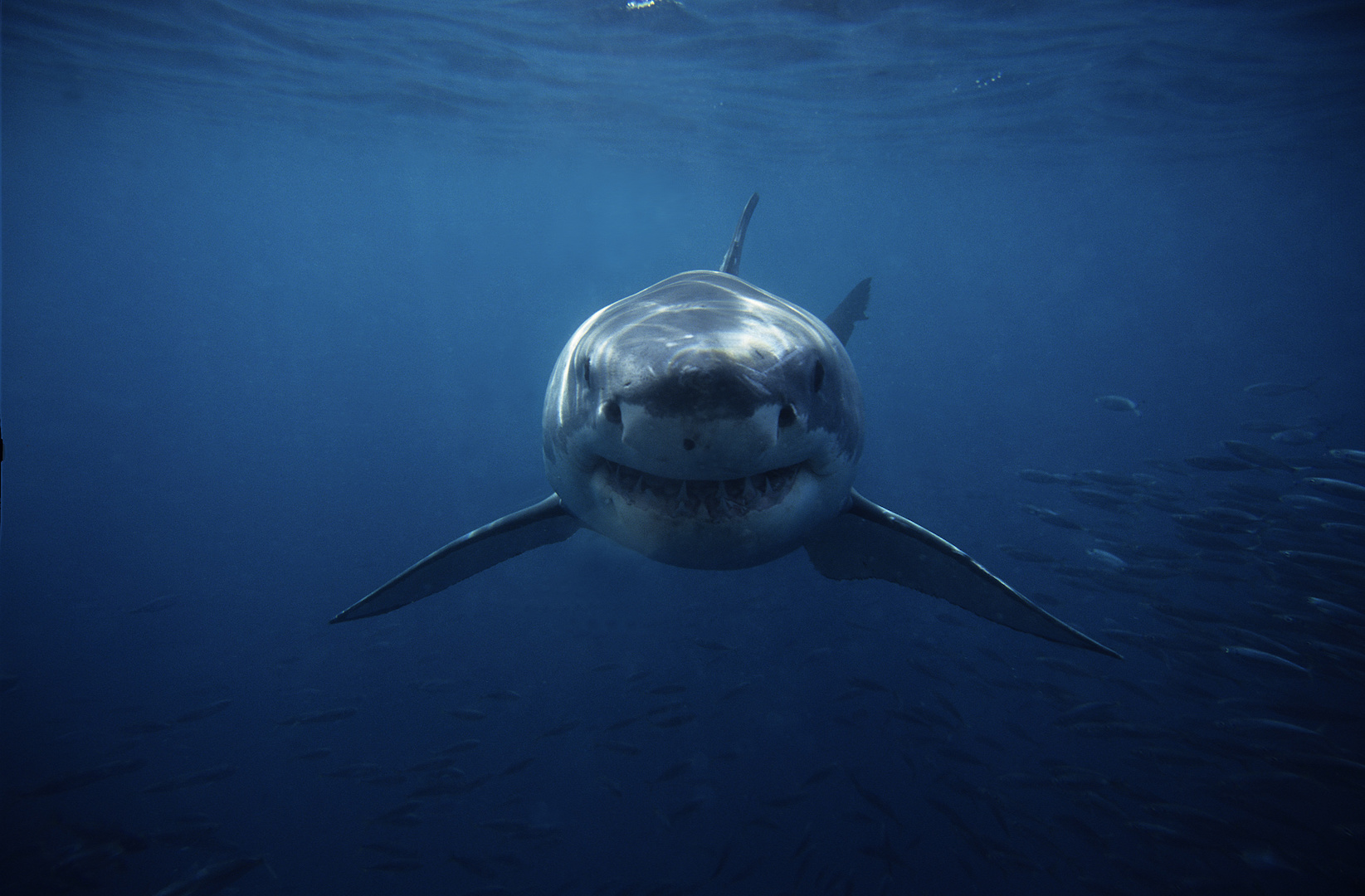  30 Wide Indoor/Outdoor Great White Shark Street Sign Week Ocean Dangerous Teeth Mammal 