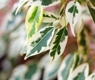 variegated weeping fig leaves