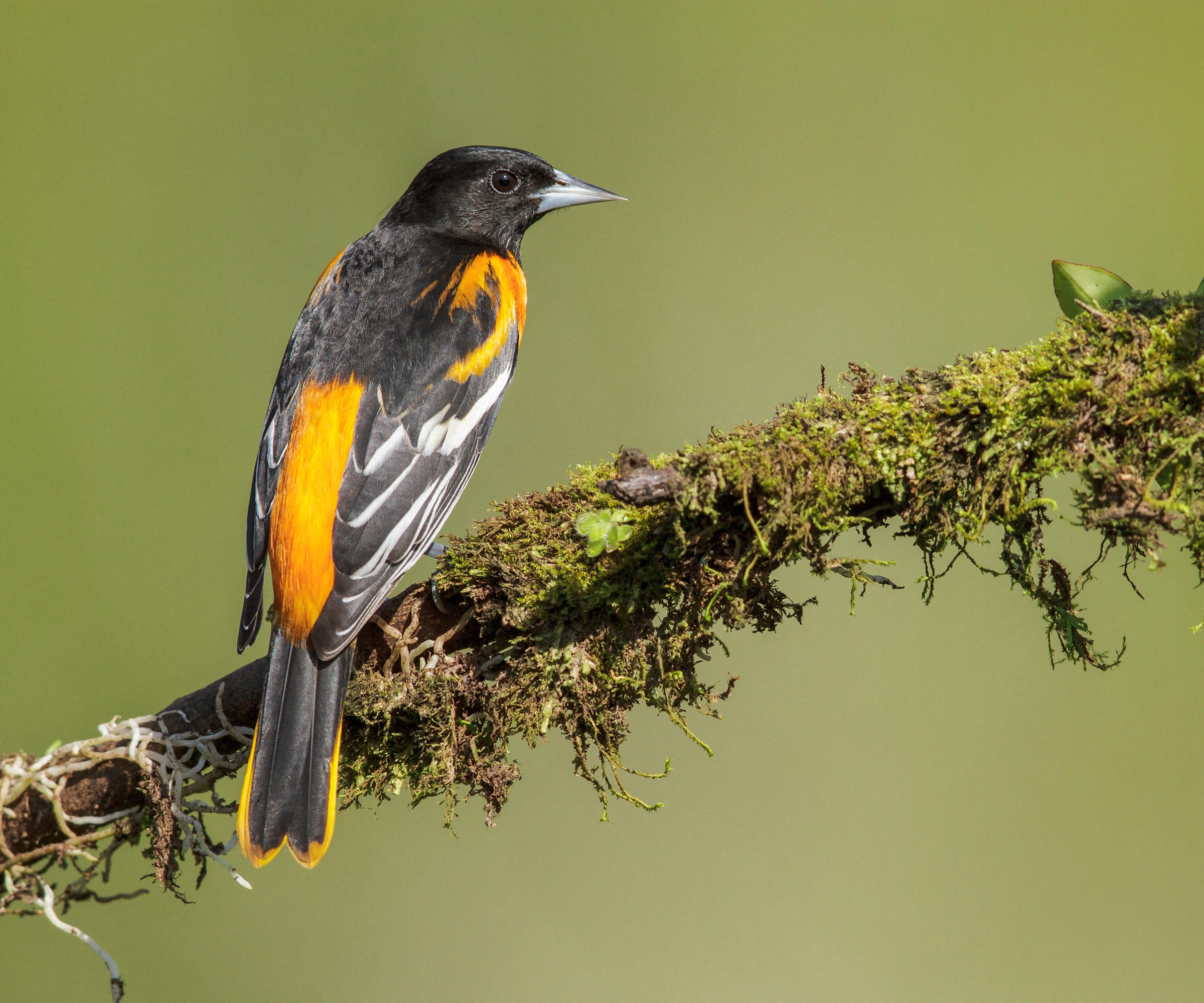 Baltimore oriole on mossy branch