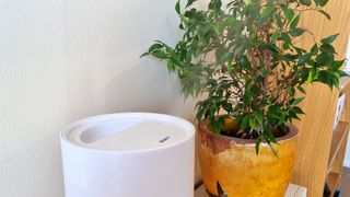 PureGuardian H950AR Ultrasonic Cool Mist Humidifier next to a houseplant