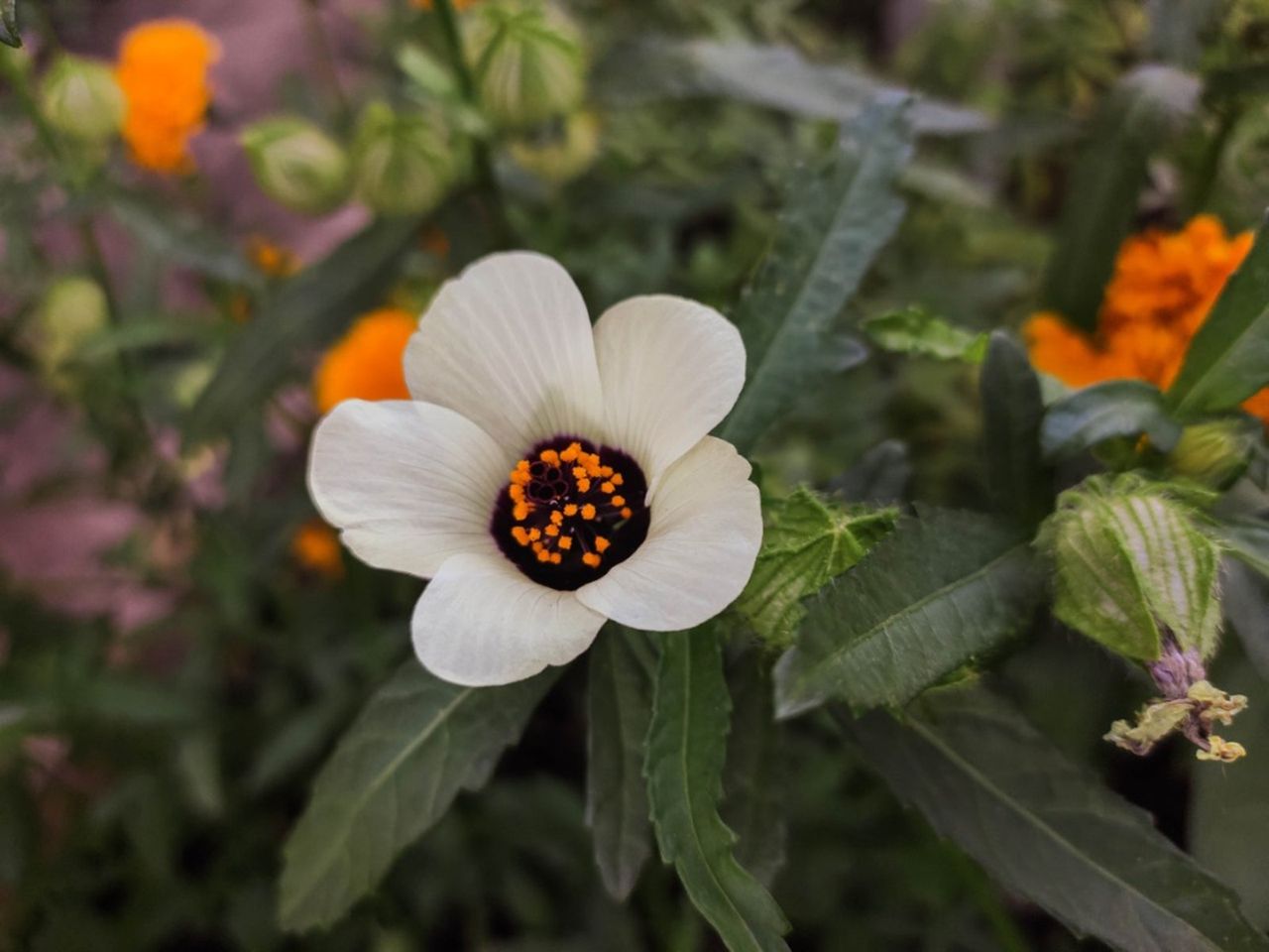 Flower Of An Hour Plant