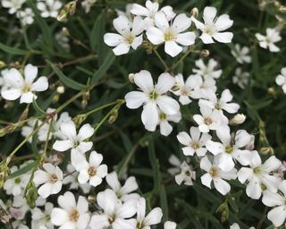 Gypsophila repens 'Alba' alpine plants in bloom