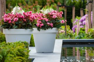 how to grow begonias