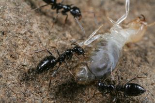 <em>Lepisiota</em> ants kill a termite.