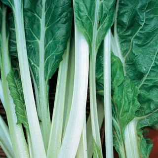 Swiss Chard, Fordhook Giant Annual Vegetable Organic Seeds