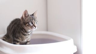 Grey cat sitting in a litter box